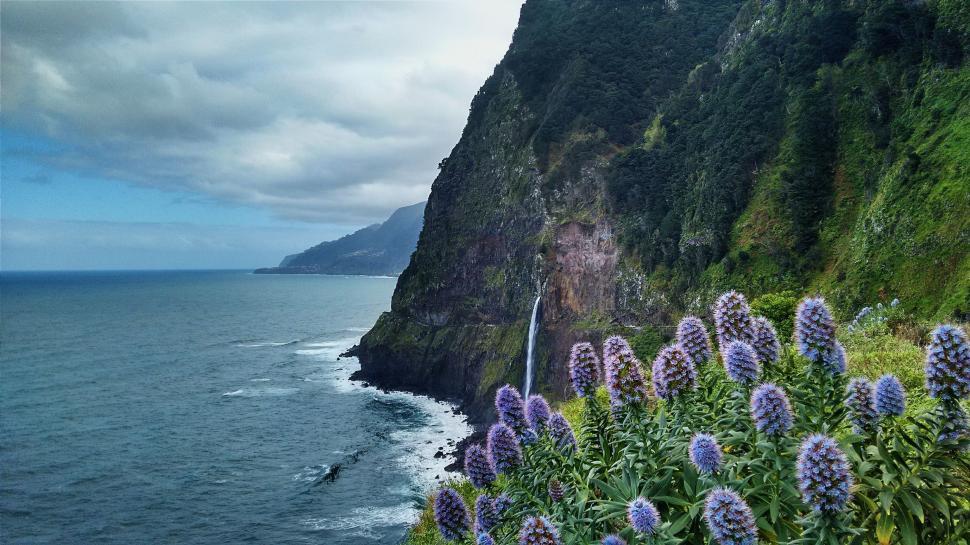 Free Image of Cliff Overlooking Ocean With Purple Flowers 
