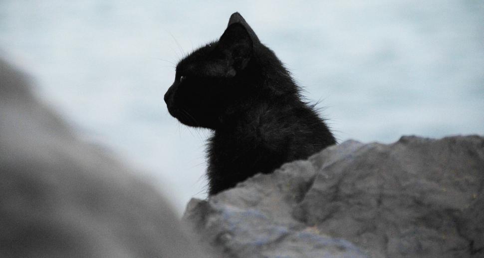 Free Image of Black Cat Sitting on Top of a Rock 