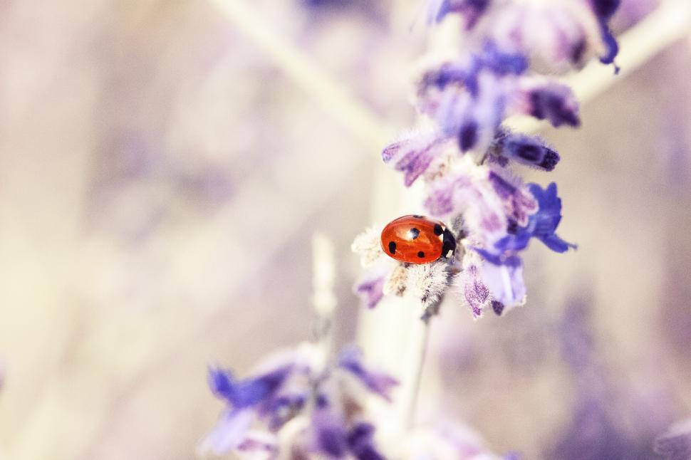 Free Image of Ladybug Perched on Purple Flower 
