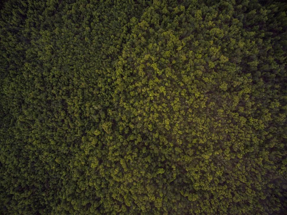 Free Image of Aerial View of a Lush Green Forest 
