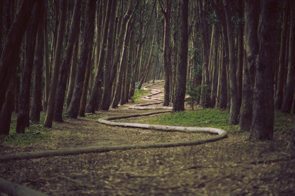 Free Image of Path Through Forest With Lined Trees 