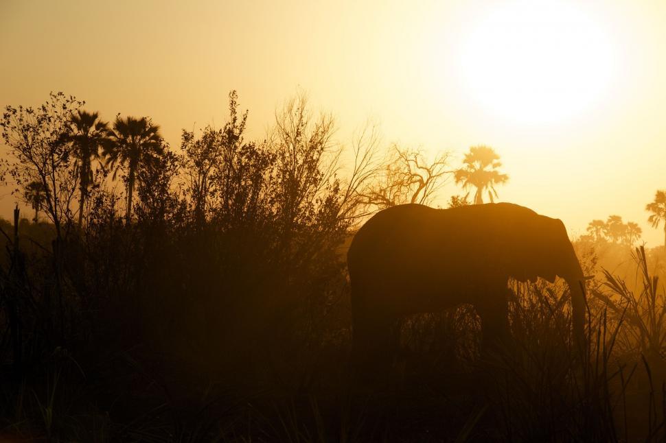 Free Image of Elephant Standing in Field With Sun Background 