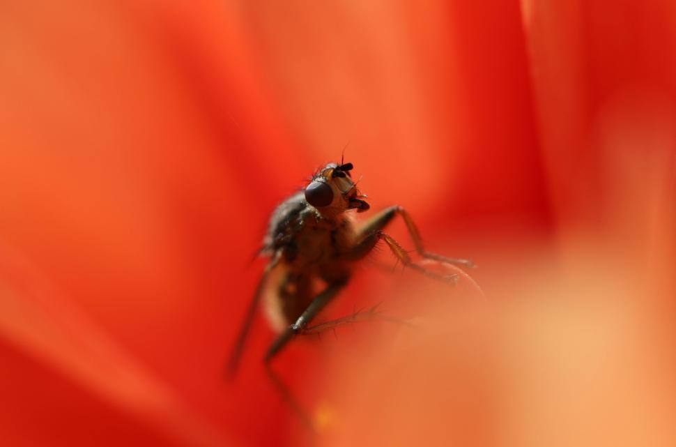 Free Image of Bug Close Up on Red Background 