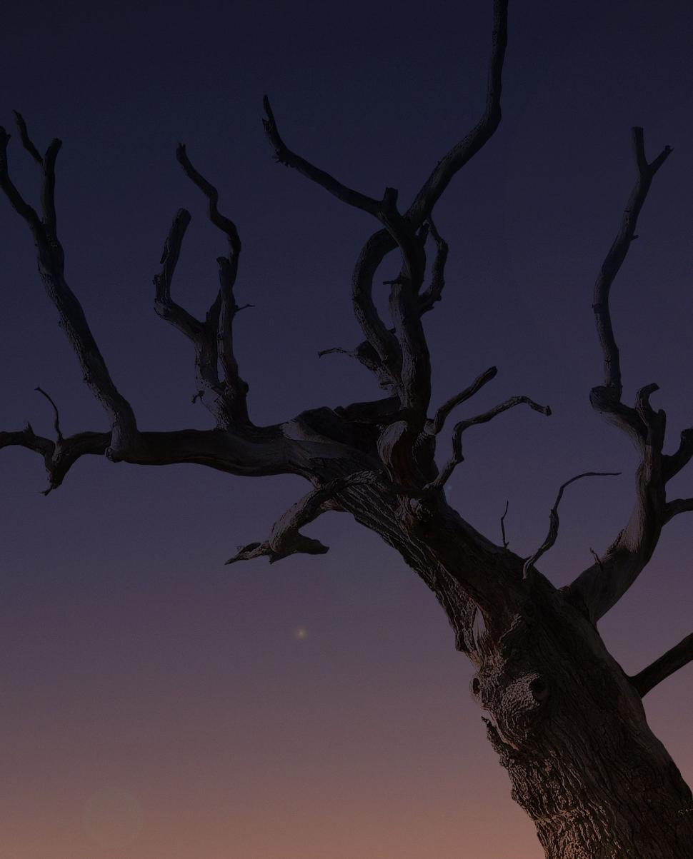 Free Image of Moonlit Night: Tree Without Leaves 