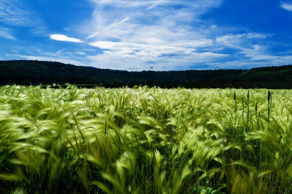 Free Image of Green Grass Field Under Blue Sky 