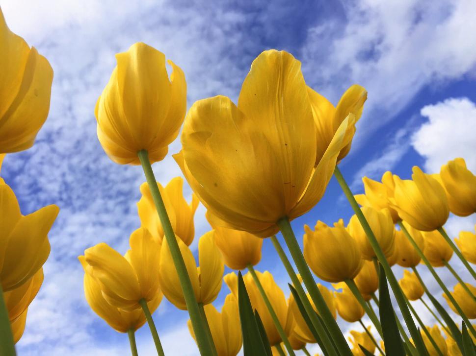 Free Image of tulip tulips spring flower plant garden flowers yellow blossom floral flora bloom petal field holland dutch leaf colorful bouquet pink blooming stem season color netherlands seasonal 