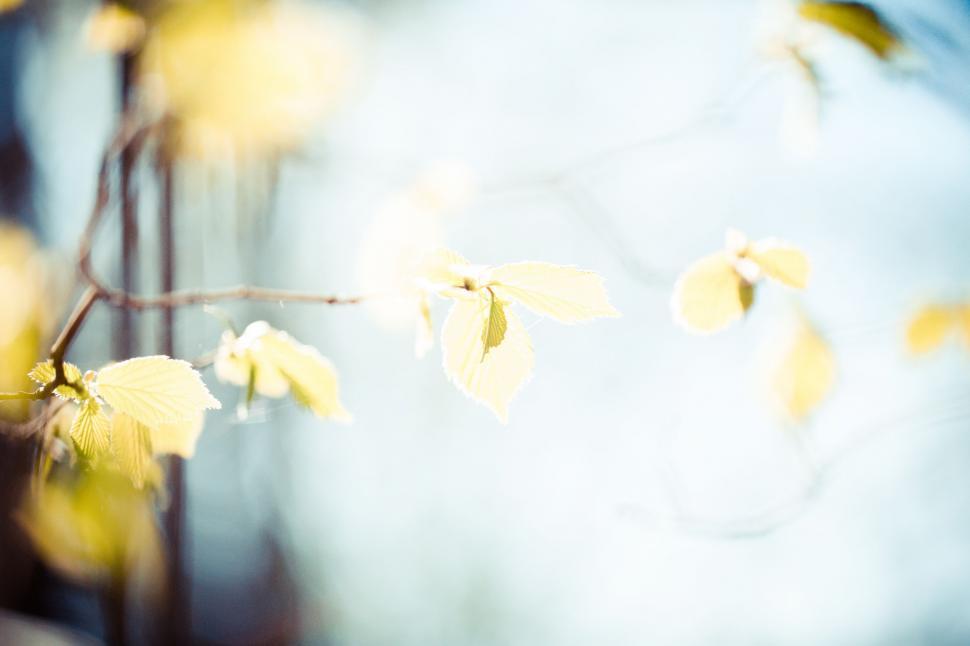 Free Image of Close Up of Branch With Yellow Leaves 