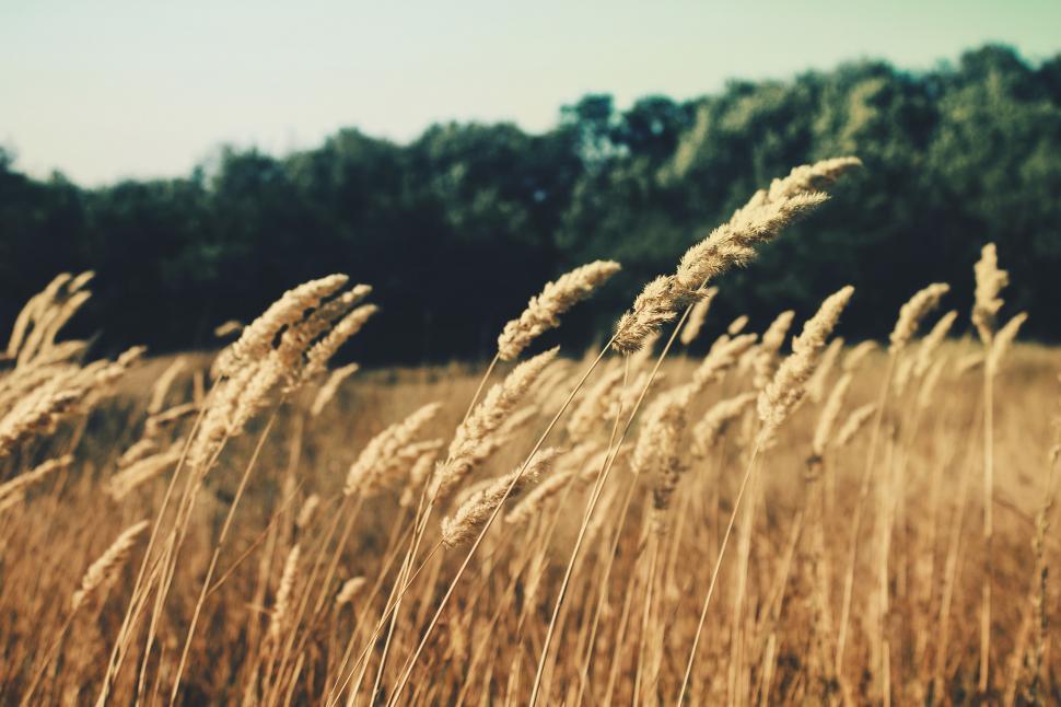 Free Image of Field of Tall Brown Grass With Trees in Background 