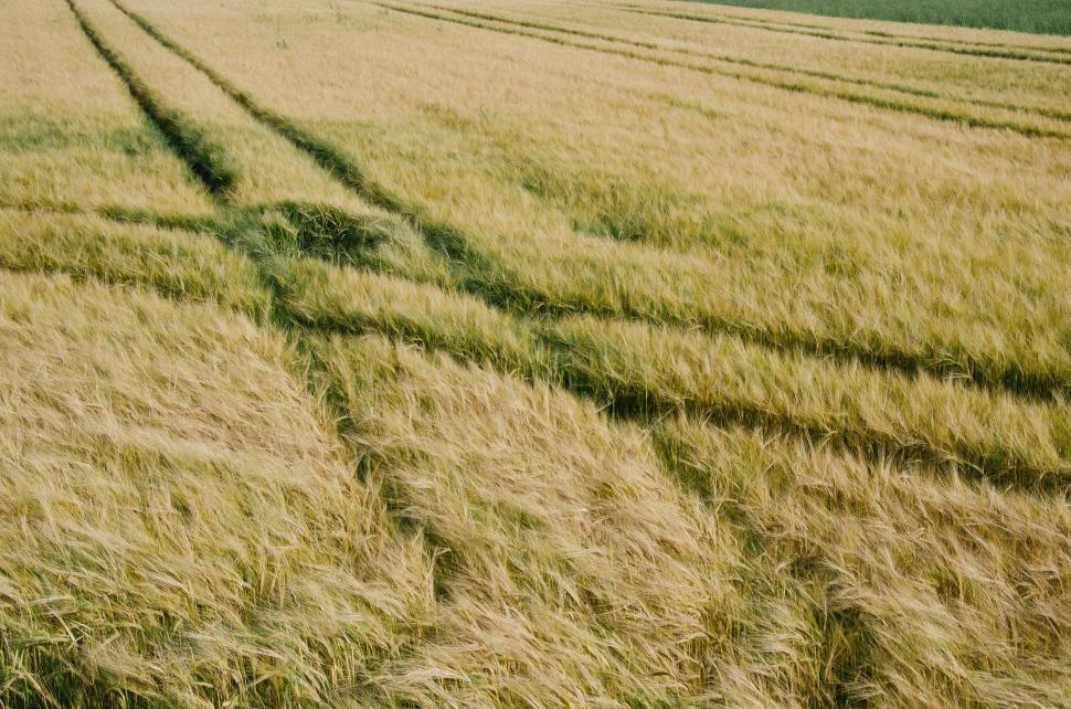 Free Image of Wheat Field With Tracks 