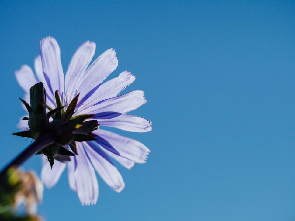 Free Image of Blue Sky Flower Close-Up 
