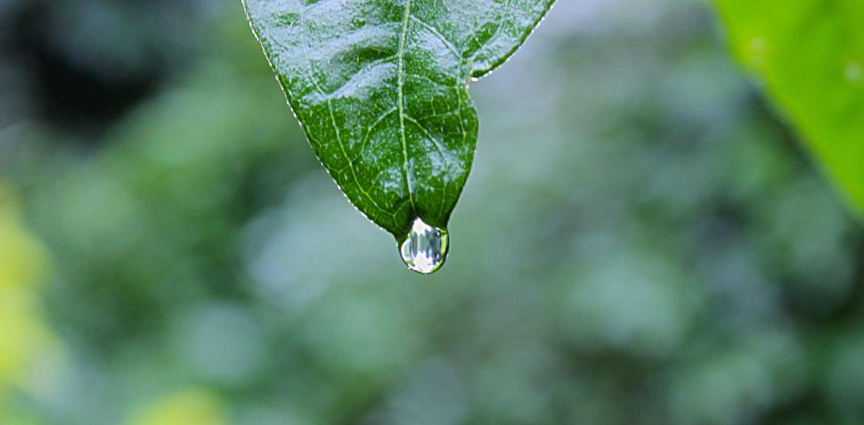 Free Image of A Drop of Water Hanging From a Green Leaf 