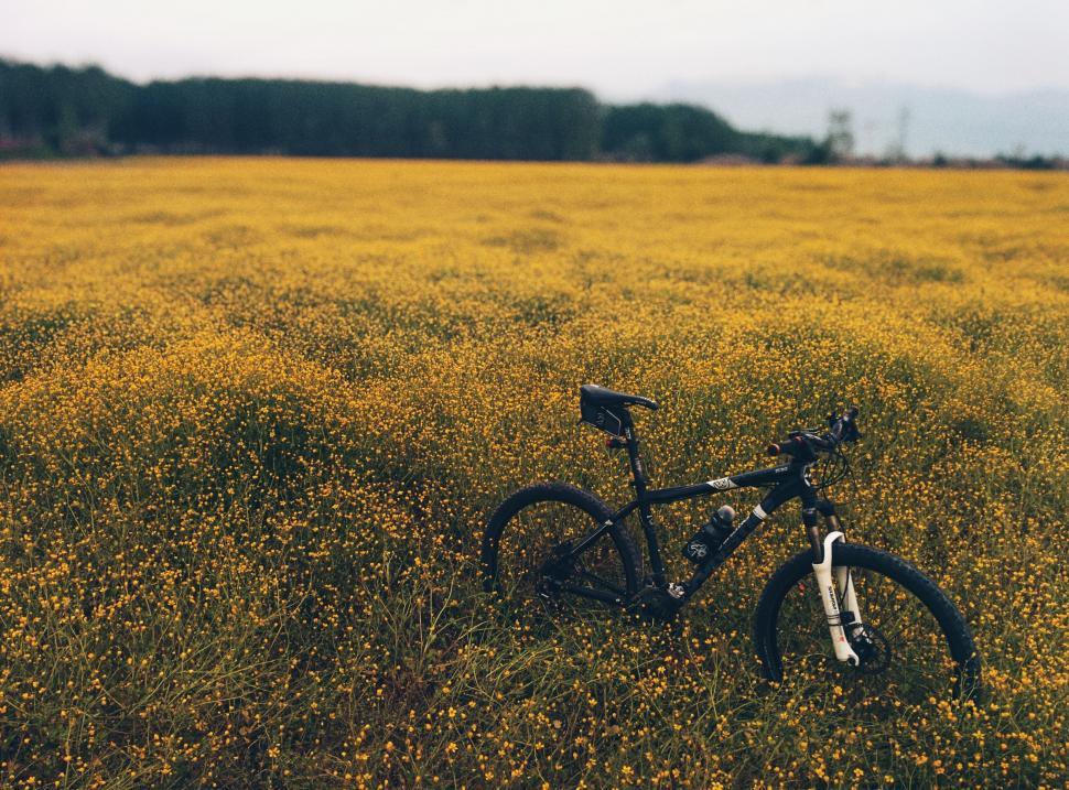 Free Image of Bike Parked in Field of Yellow Flowers 