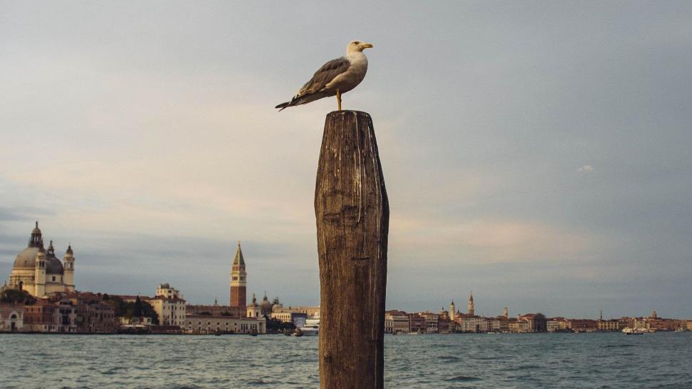 Free Image of Seagull Sitting on Wooden Post by Water 