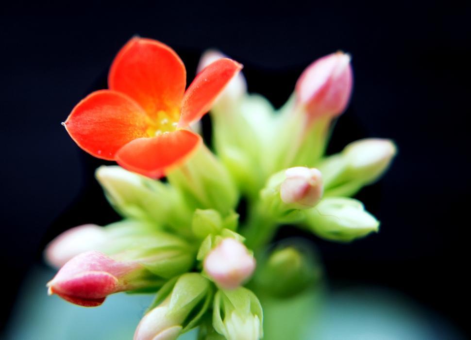 Free Image of Small flower 