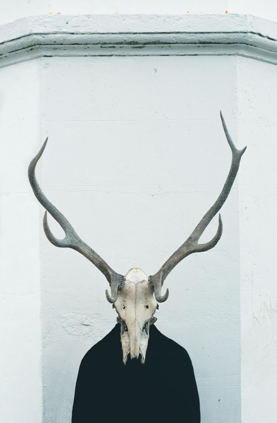 Free Image of Man Standing in Front of White Wall With Deers Head On 