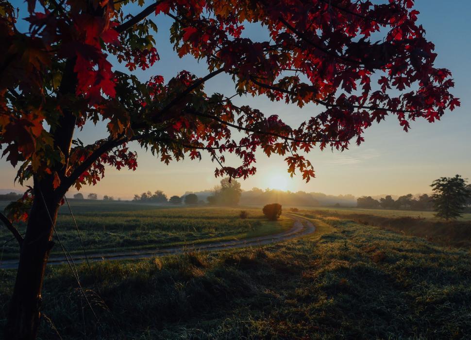 Free Image of The Sun Sets Behind a Tree in a Field 