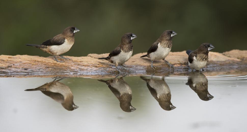 Free Image of Group of Birds Sitting on Top of a Log 