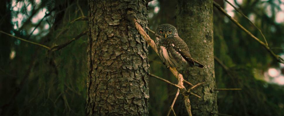 Free Image of Owl Perched on Tree Branch in Forest 