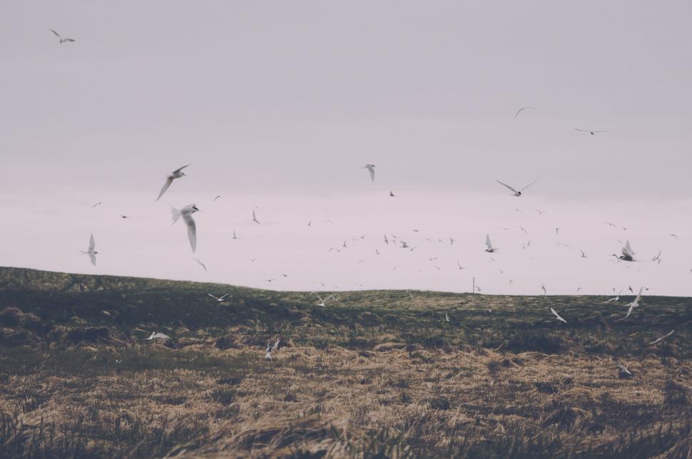 Free Image of Birds Flying Over Dry Grass Field 