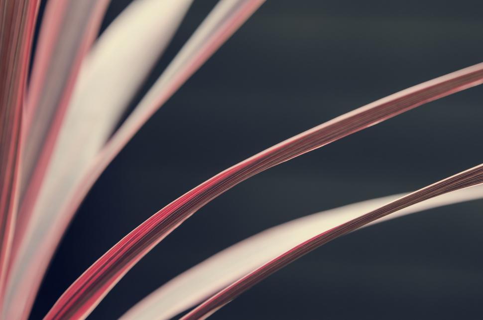 Free Image of Close Up of a Red and White Plant 