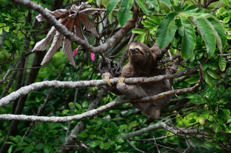 Free Image of Sloth Hanging From Tree Branch in Forest 