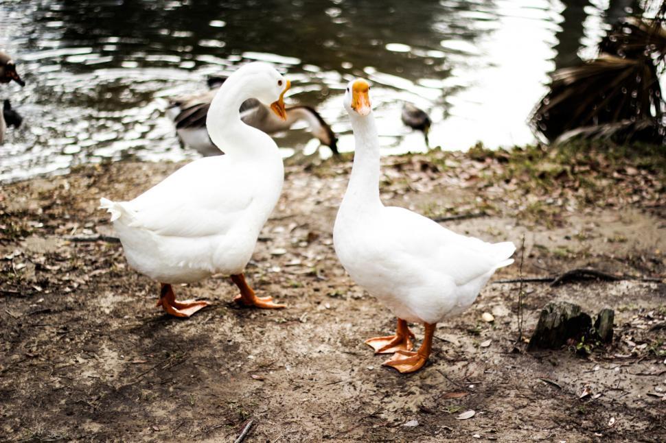 Free Image of White Ducks Standing Next to Water 