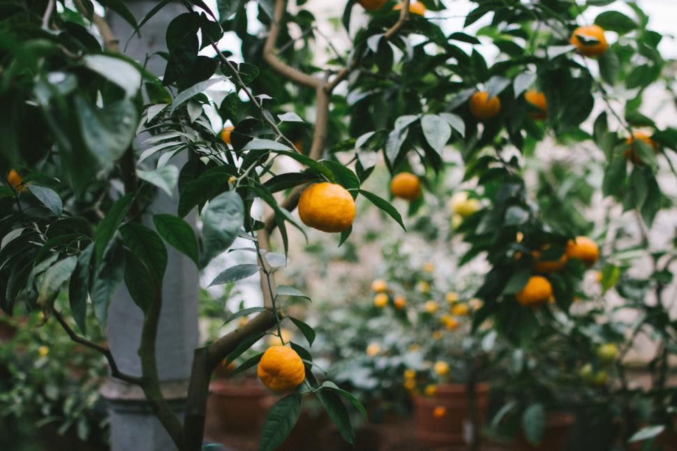 Free Image of Tree Filled With Ripe Oranges 