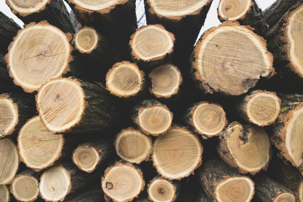 Free Image of Stack of Cut Logs 
