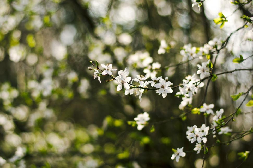 Free Image of Close Up of a Tree With White Flowers 