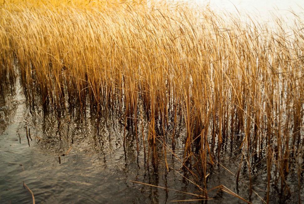 Free Image of Group of Reeds Floating on Water 