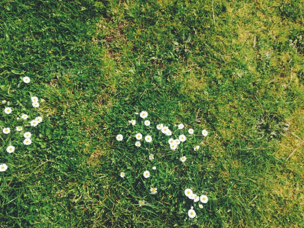 Free Image of Field of Grass With Small White Flowers 