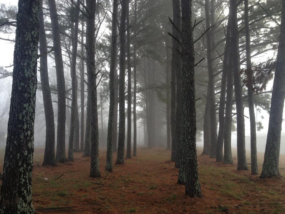 Free Image of Dense Fog Envelops Lush Forest With Tall Trees 