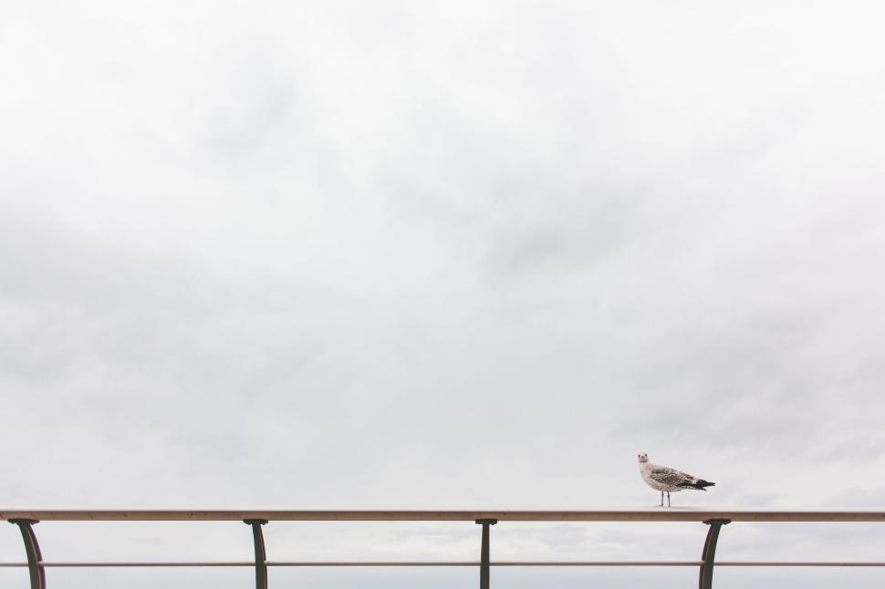 Free Image of Seagull Perched on Railing Overlooking Ocean 