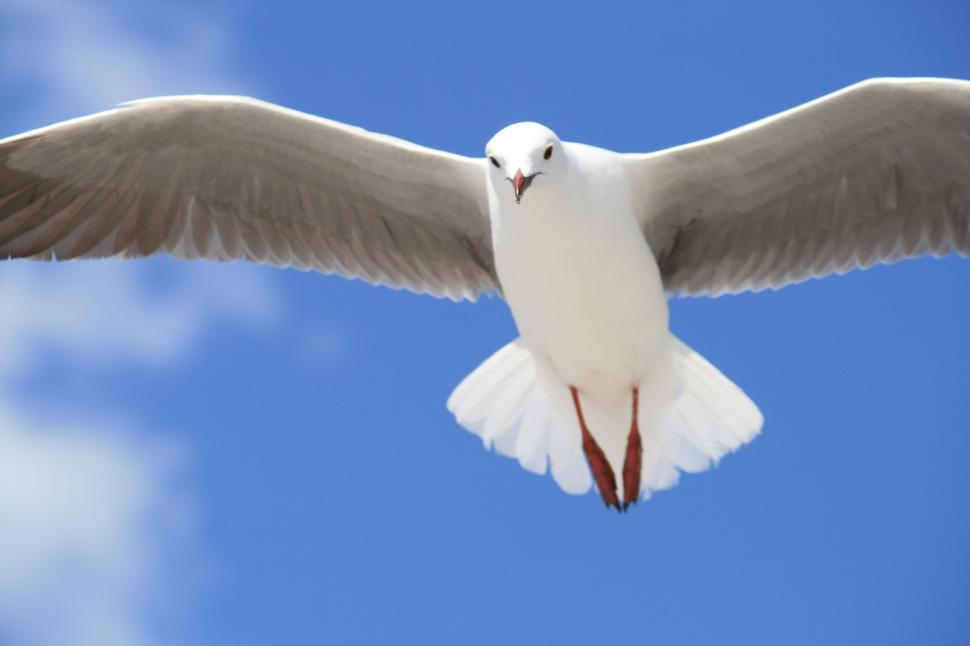 Free Image of White Bird Flying Through Blue Sky 