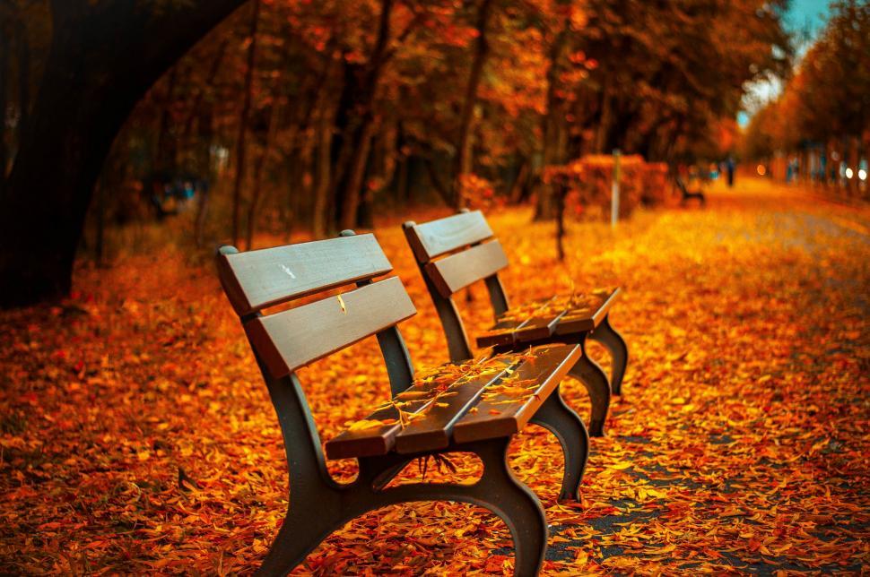 Free Image of Benches in a Park 