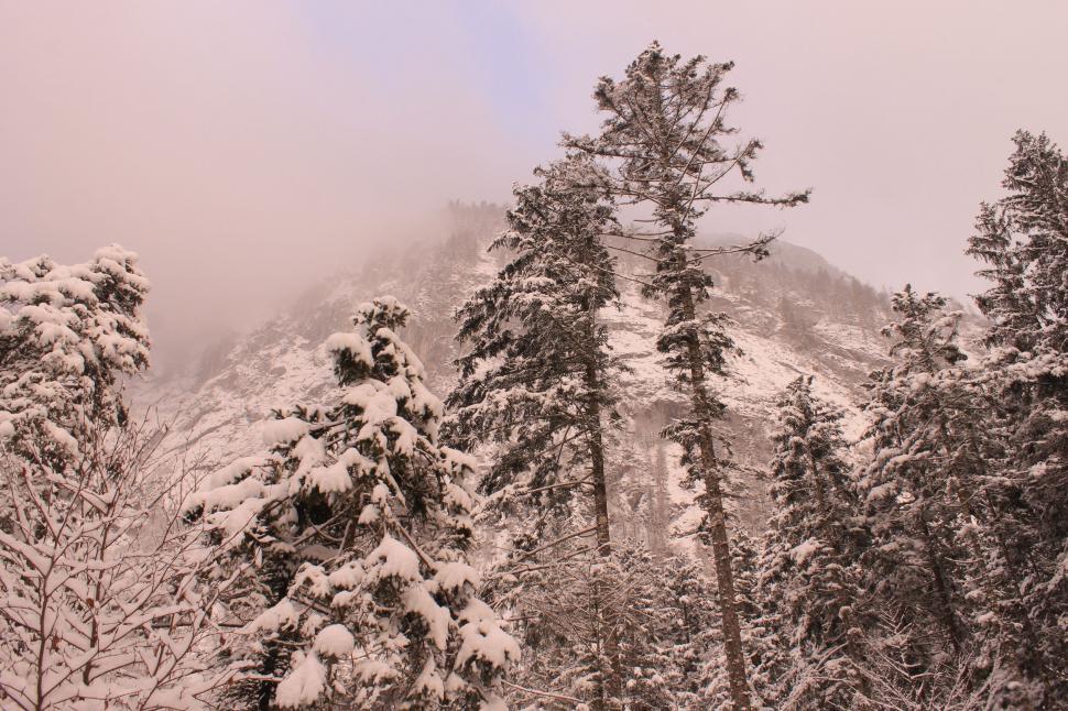 Free Image of Snow-Covered Forest With Mountain in Background 