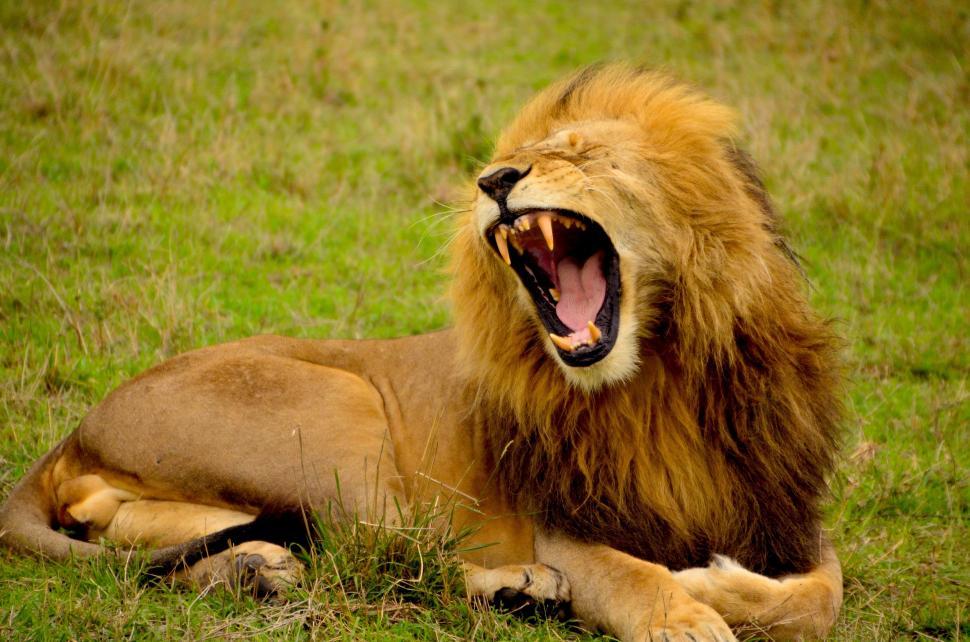 Free Image of Lion Yawns in Grass 