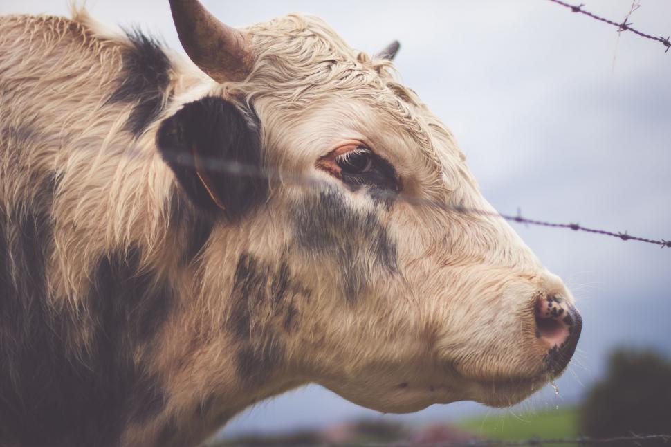 Free Image of Cow Behind Barbed Wire Fence 