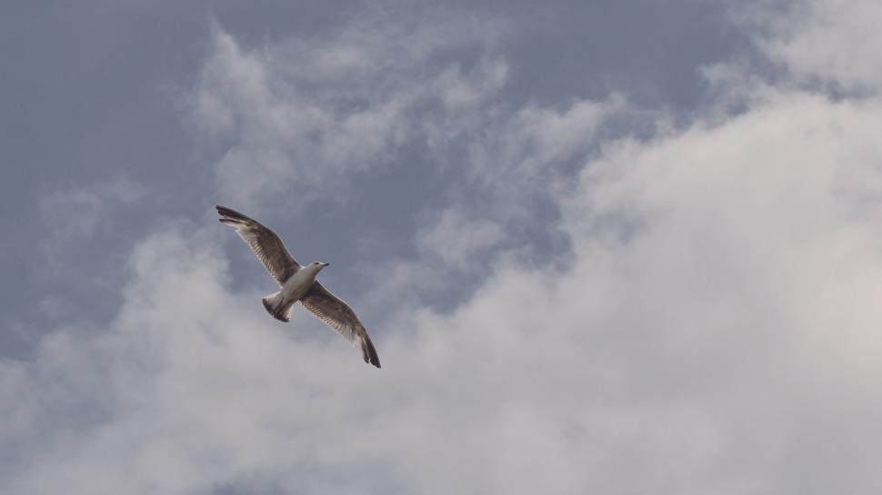 Free Image of Majestic Bird Soaring Through Cloudy Blue Sky 