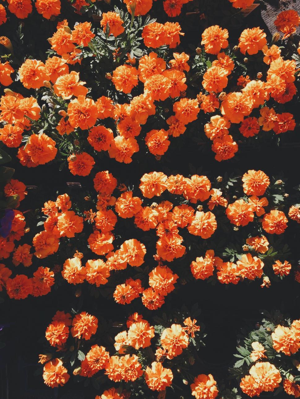 Free Image of Orange Flowers Blooming in a Garden 