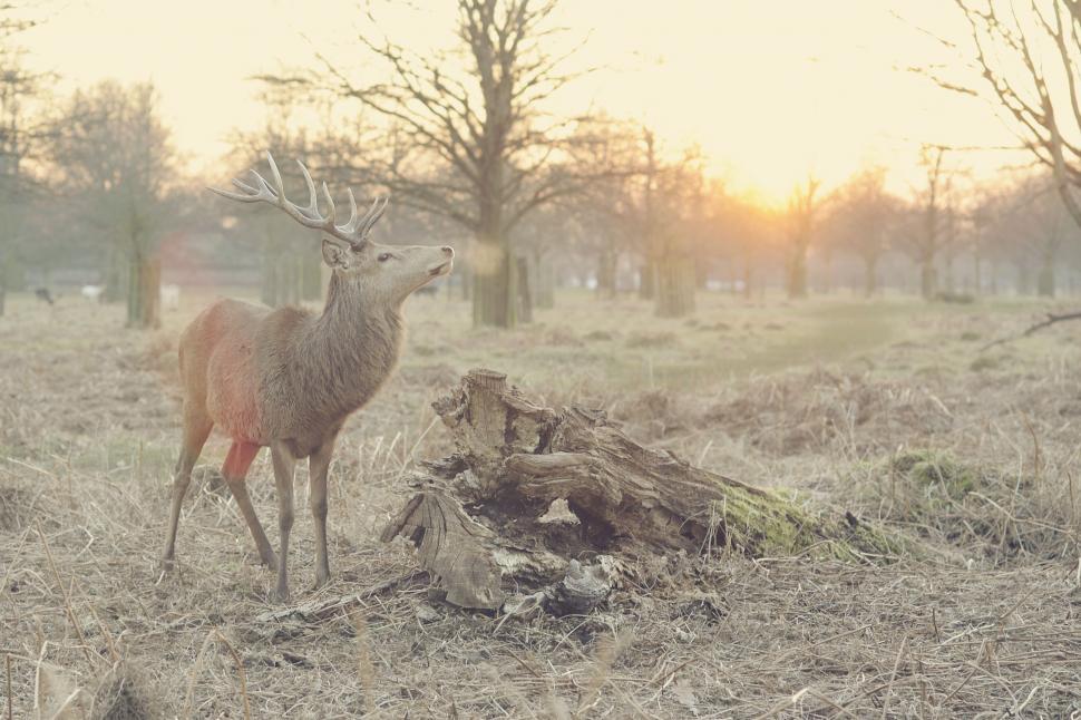 Free Image of Deer Standing on Dry Grass Field 