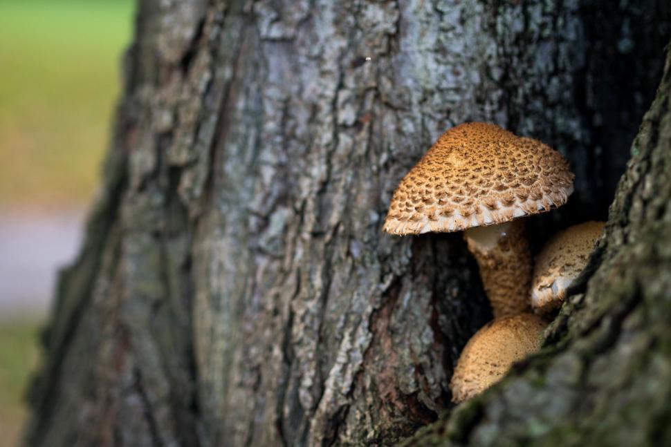 Free Image of Close Up of Mushroom Growing on Tree Bark 