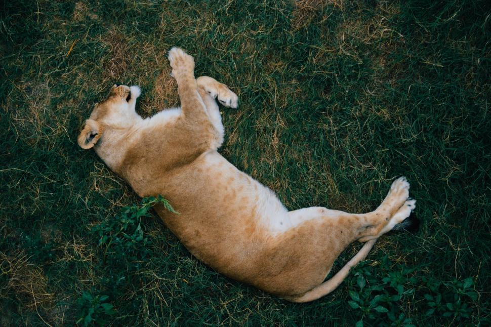 Free Image of Dog Rolling Around on Back in Grass 