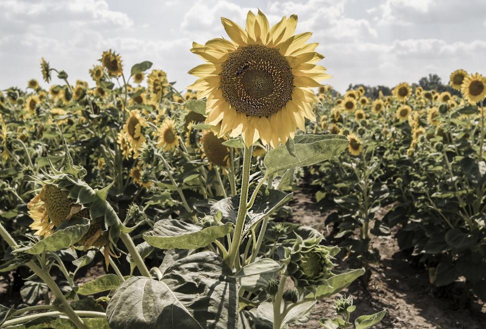 Free Image of A Field of Sunflowers Under a Cloudy Sky 