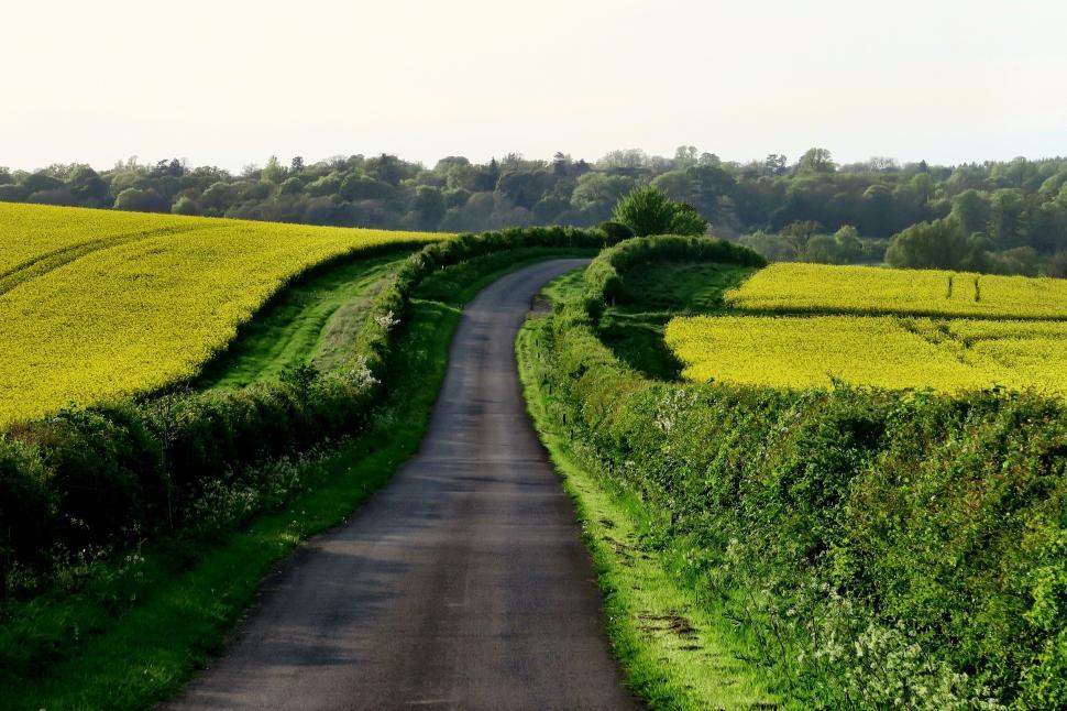 Free Image of Country Road Surrounded by Field of Yellow Flowers 