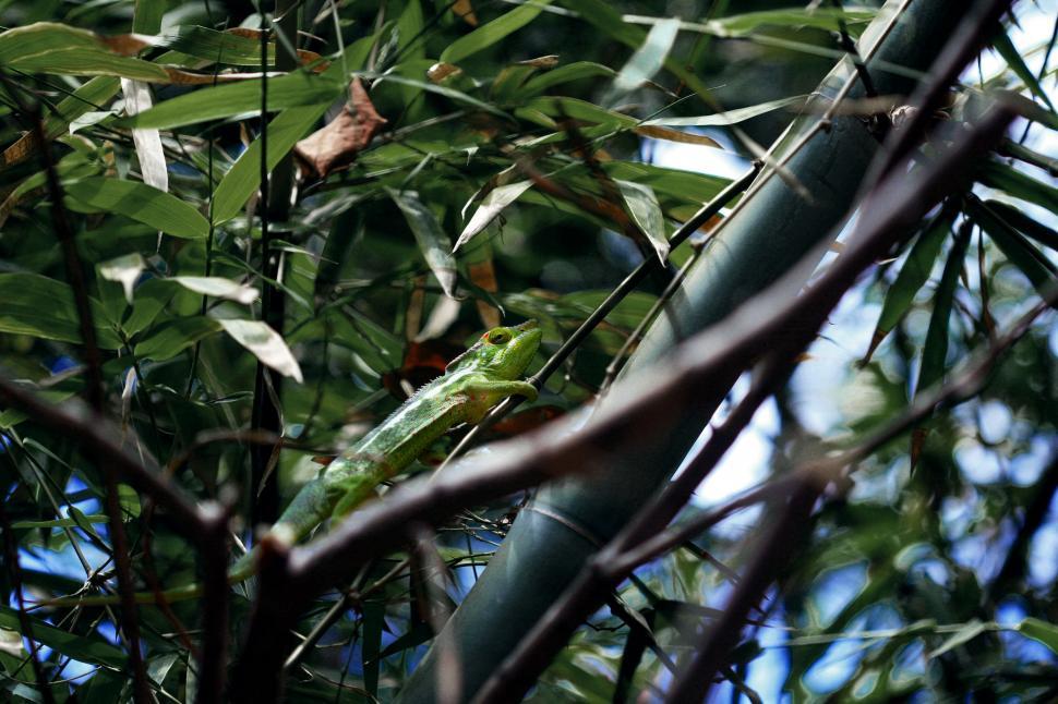 Free Image of Green Lizard Perched on Tree Branch 