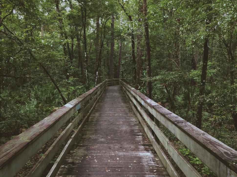 Free Image of Wooden Bridge in the Middle of a Forest 