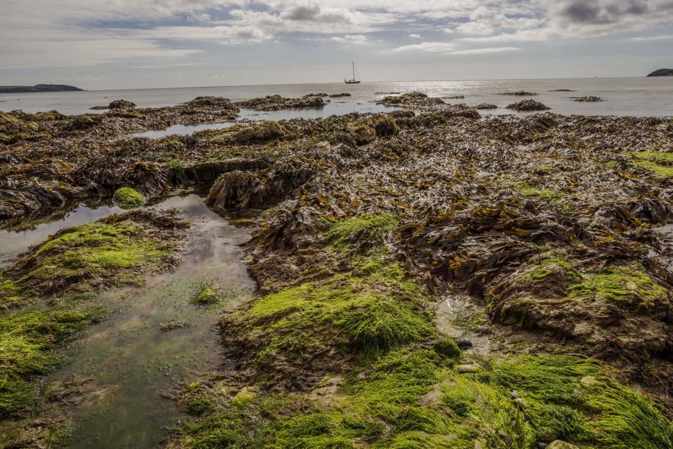 Free Image of Rocky Beach Covered in Green Moss 
