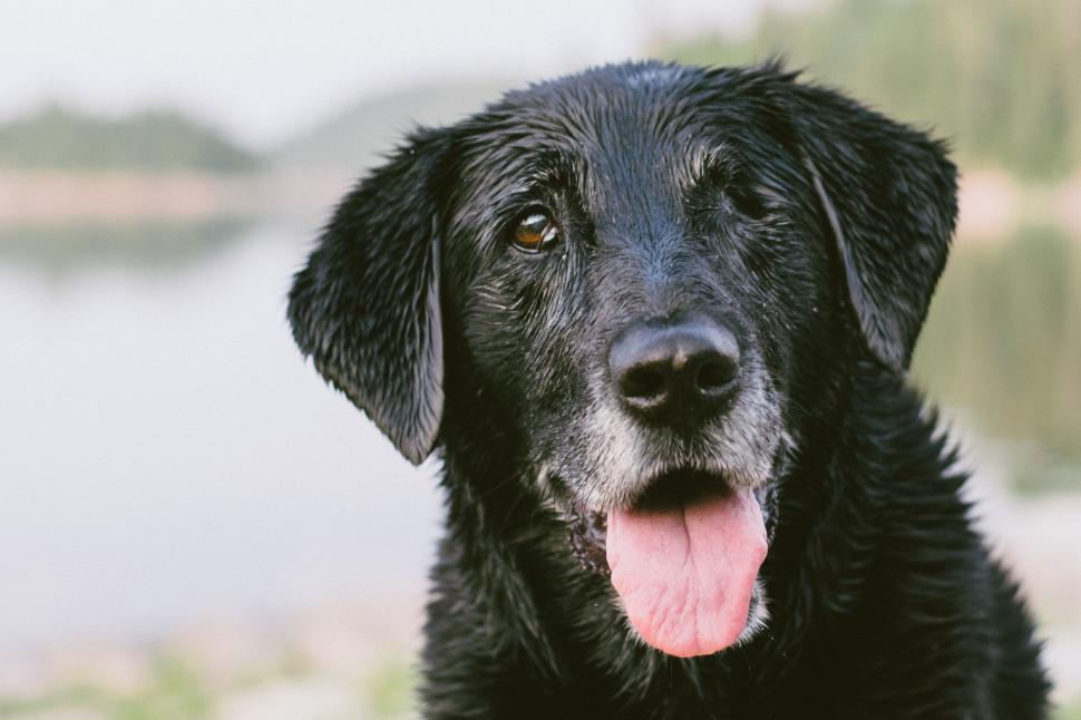 Free Image of Close Up of a Black Dog With Tongue Out 