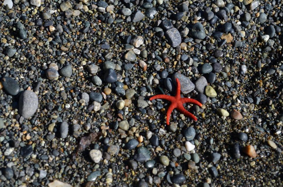 Free Image of Red Starfish on Rocky Beach 